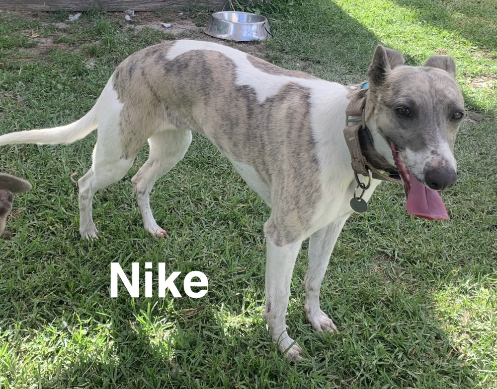 Image of Willow's Whippets Nike