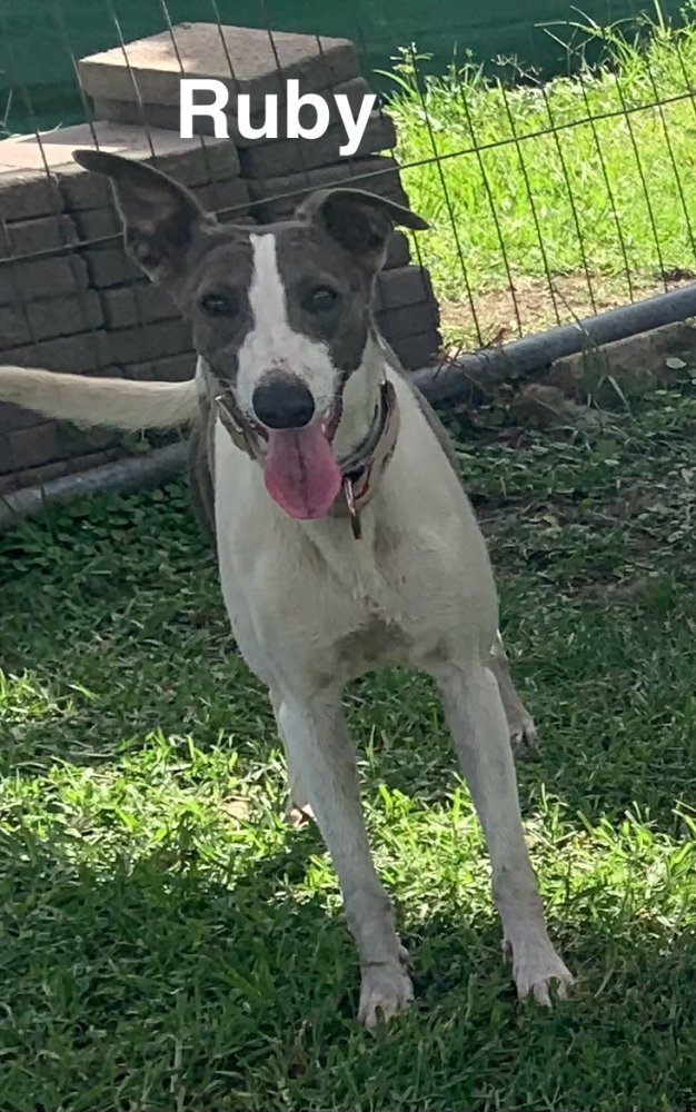 Image of Willow's Whippets Ruby